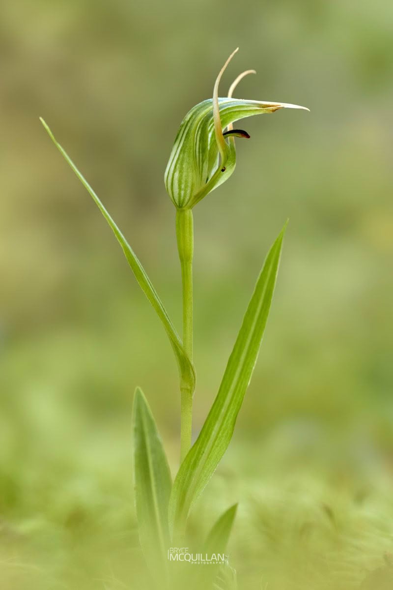 New Zealand mountain greenhood (Pterostylis montana), Orchidaceae, photographed in New Zealand by Bryce McQuillan