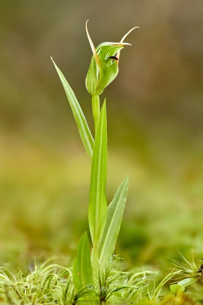 New Zealand mountain greenhood (Pterostylis montana), Orchidaceae, photographed in New Zealand by Bryce McQuillan