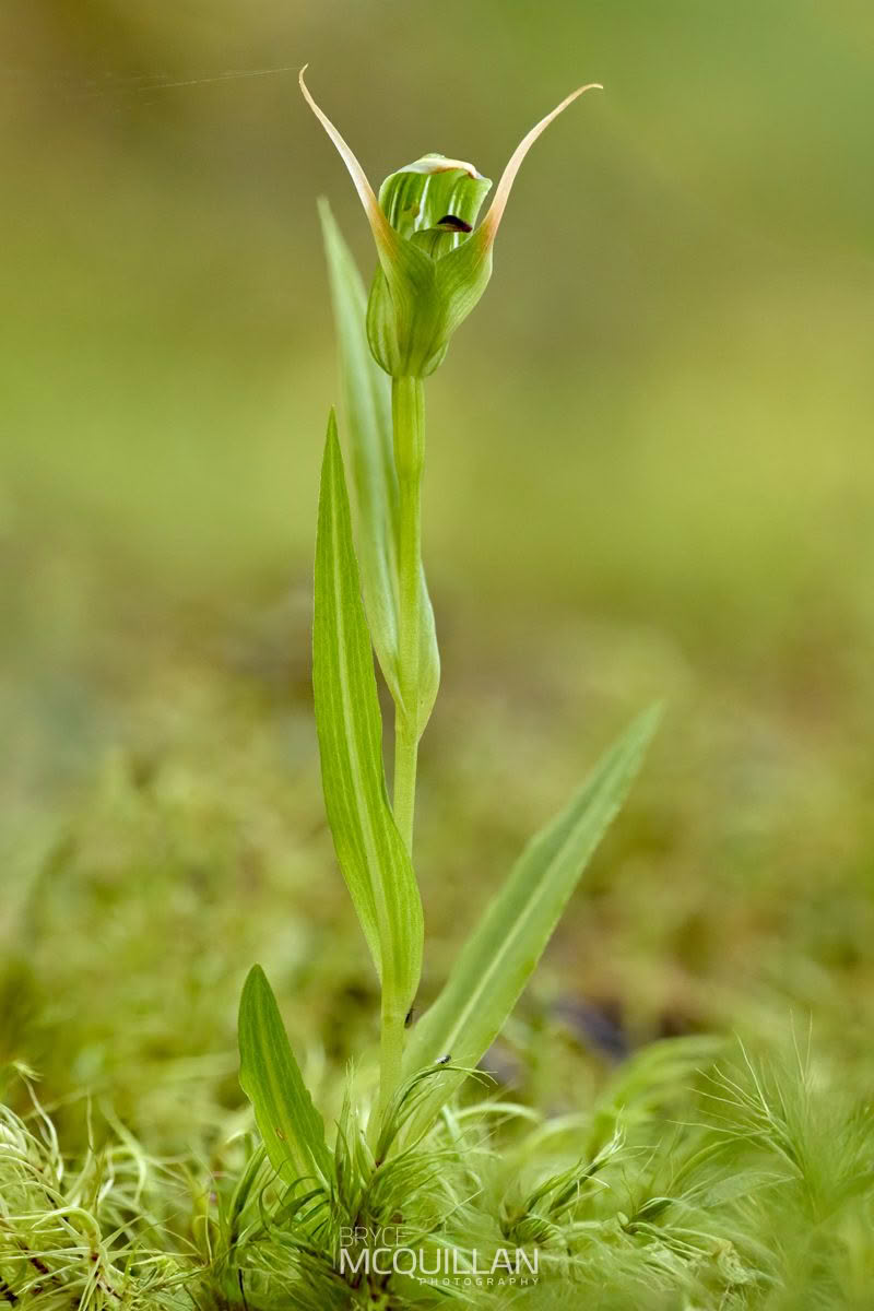 New Zealand Mountain Greenhood (Pterostylis montana), Orchidaceae, photographed in New Zealand by Bryce McQuillan
