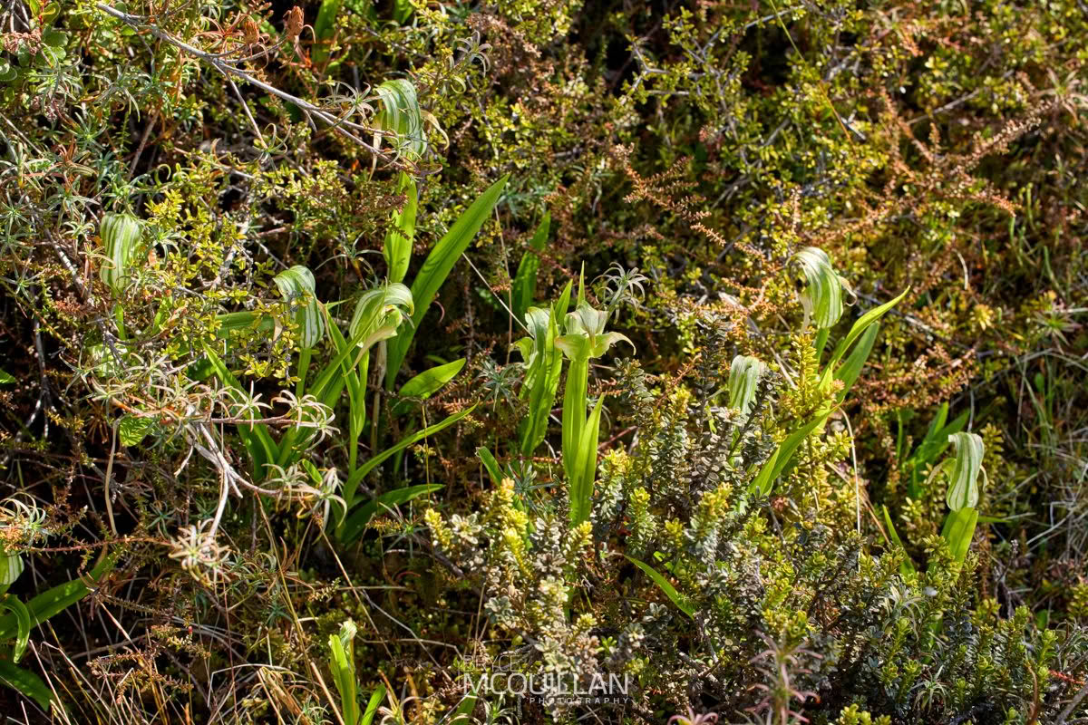 Tutukiwi (Pterostylis patens), Orchidaceae, photographed in New Zealand by Bryce McQuillan