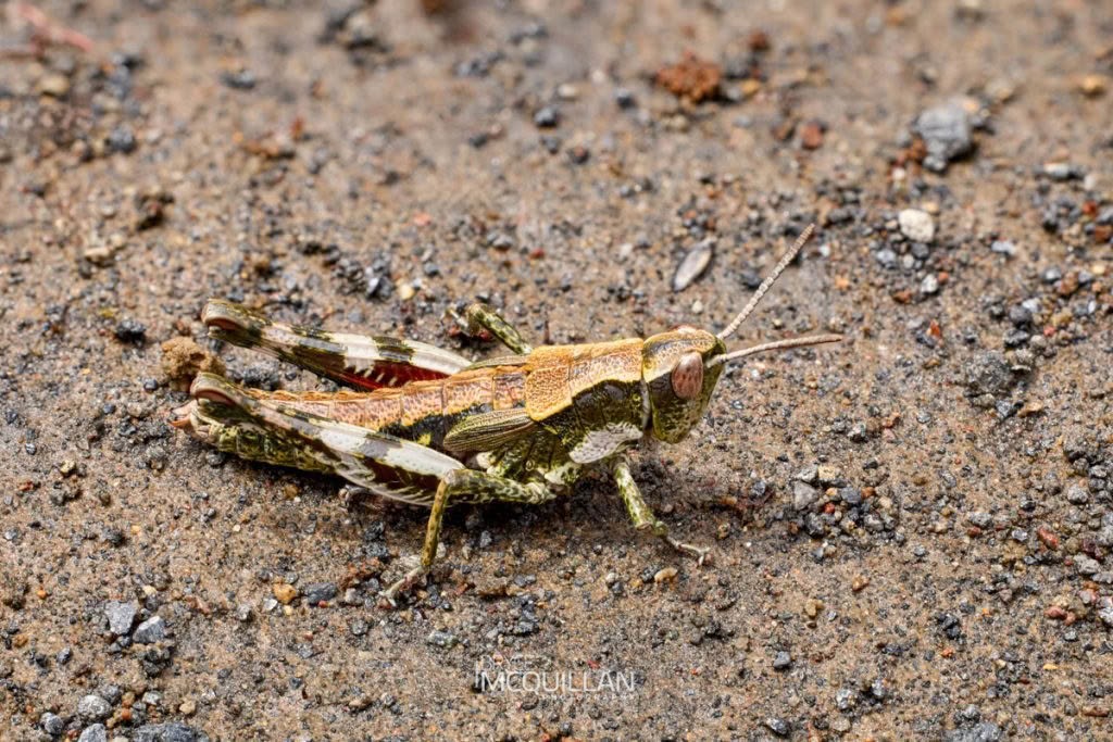New Zealand Grasshopper (Phaulacridium marginale), Acrididae, photographed in New Zealand by Bryce McQuillan