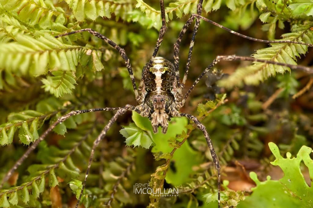 Pantopsalis spp, Neopilionidae, photographed in New Zealand by Bryce McQuillan