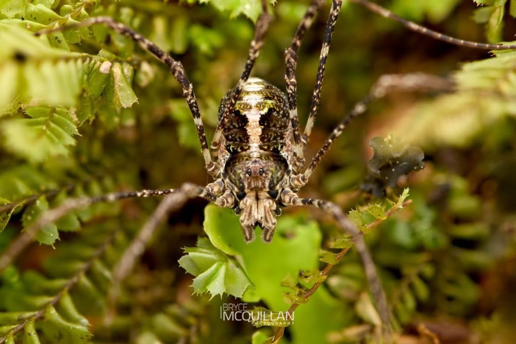 Pantopsalis spp, Neopilionidae, photographed in New Zealand by Bryce McQuillan