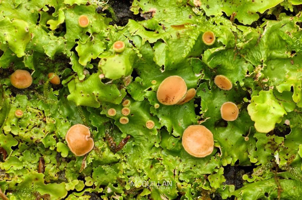 Lichens, photographed in New Zealand by Bryce McQuillan