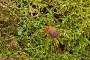 Triregia spp, Triaenonychidae, photographed in New Zealand by Bryce McQuillan