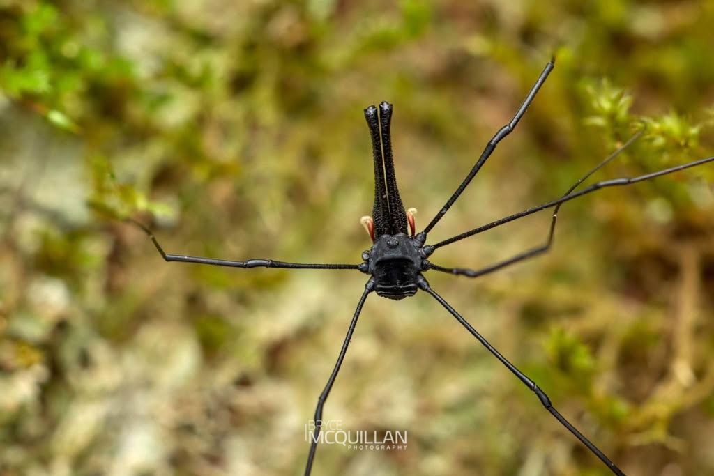 Pantopsalis cheliferoides, Neopilionidae, photographed in New Zealand by Bryce McQuillan