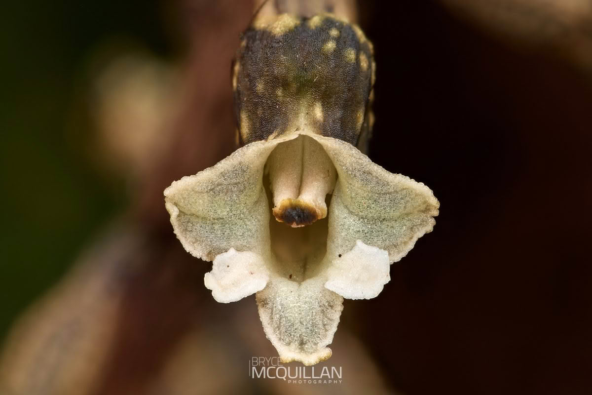 Black Orchid (Gastrodia cunninghamii), Orchidaceae photographed by Bryce McQuillan