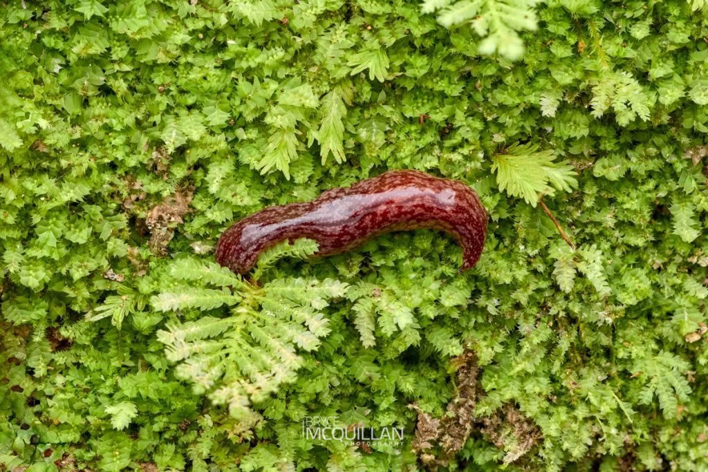 Geoplanidae sp, Geoplanidae, photographed in New Zealand by Bryce McQuillan