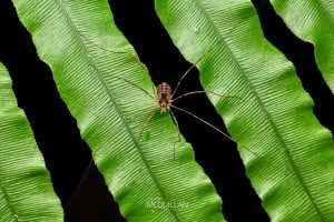 Puwere pureora, Neopilionidae, photographed in New Zealand by Bryce McQuillan