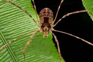 Puwere pureora, Neopilionidae, photographed in New Zealand by Bryce McQuillan