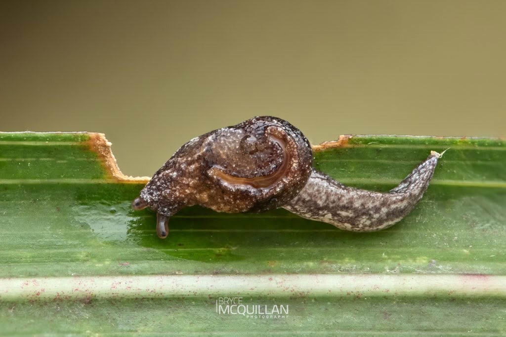 Otoconcha spp, Charopidae, photographed in New Zealand by Bryce McQuillan