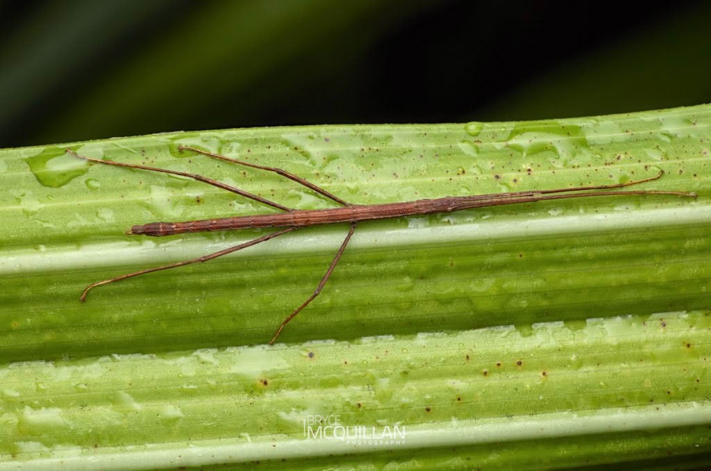 Ridgebacked Stick Insect (Tectarchus ovobessus), Diapheromeridae, photographed in New Zealand by Bryce McQuillan