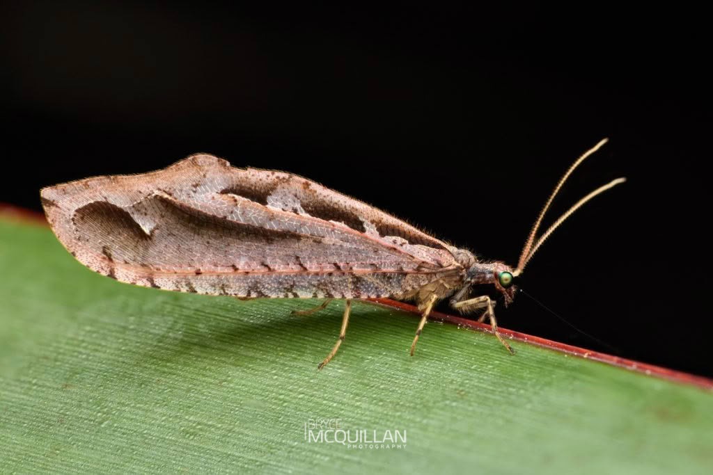 Kempynus incisus, Osmylidae, photographed in New Zealand by Bryce McQuillan