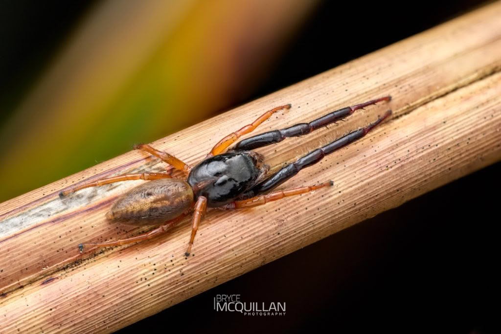 Black-headed Jumping Spider (Trite planiceps), Salticidae, photographed in New Zealand by Bryce McQuillan