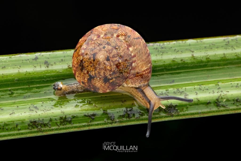 Snails of New Zealand, photographed in New Zealand by Bryce McQuillan