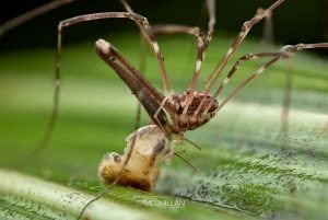 Puwere pureora, Neopilionidae, photographed in New Zealand by Bryce McQuillan