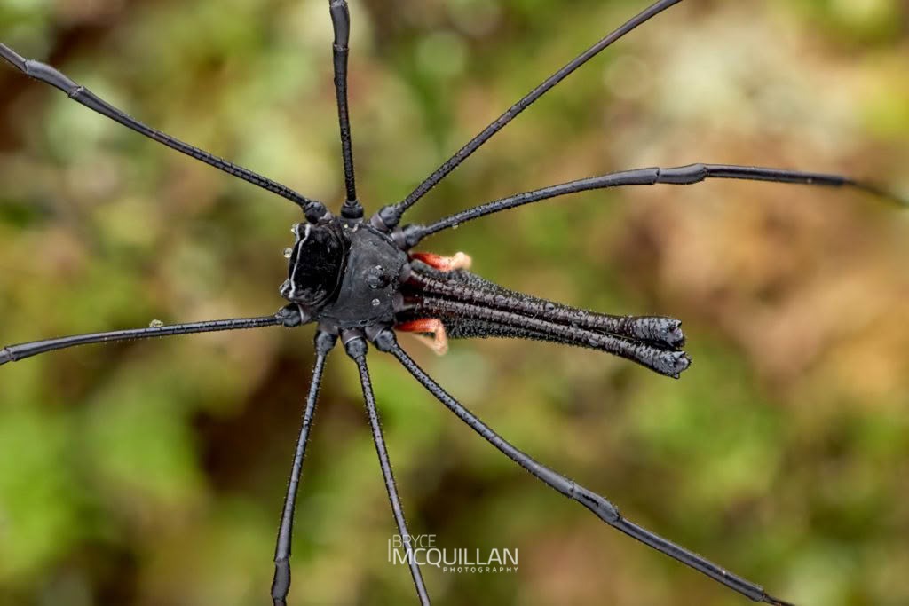Pantopsalis cheliferoides, Neopilionidae, photographed in New Zealand by Bryce McQuillan