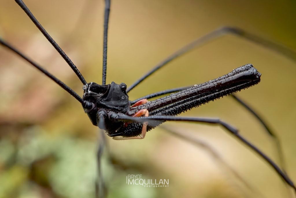 Pantopsalis cheliferoides, Neopilionidae, photographed in New Zealand by Bryce McQuillan