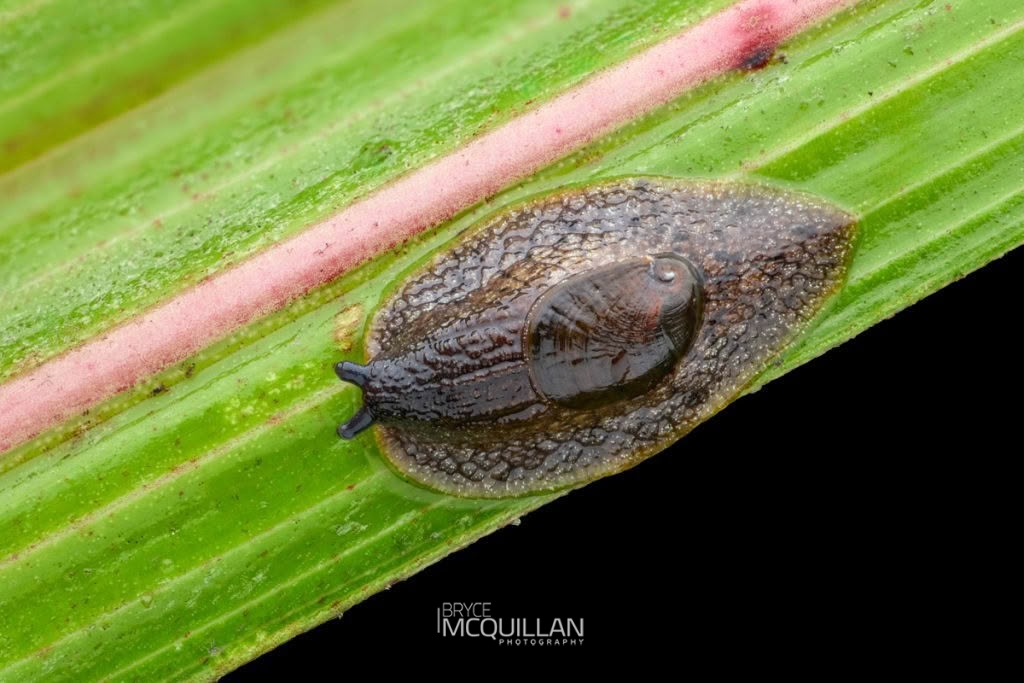 Schizoglossa novoseelandica, Rhytididae, photographed in New Zealand by Bryce McQuillan