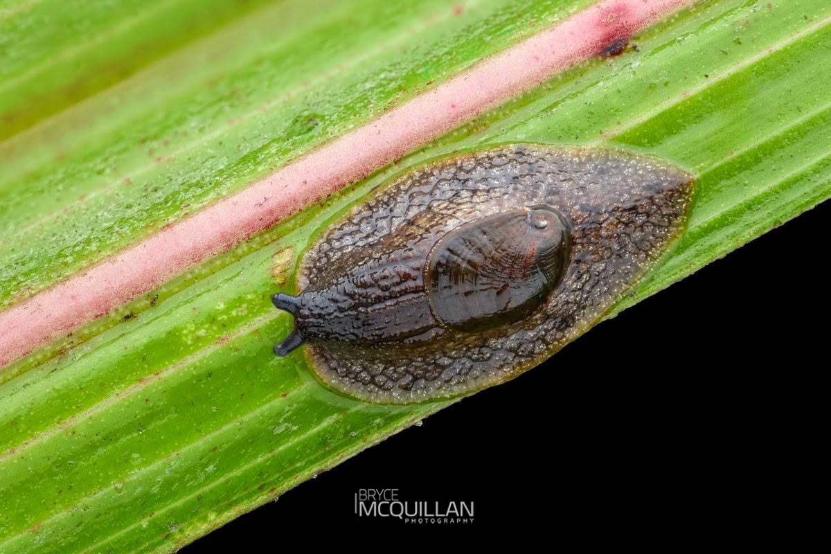 Schizoglossa novoseelandica, Rhytididae, photographed in New Zealand by Bryce McQuillan