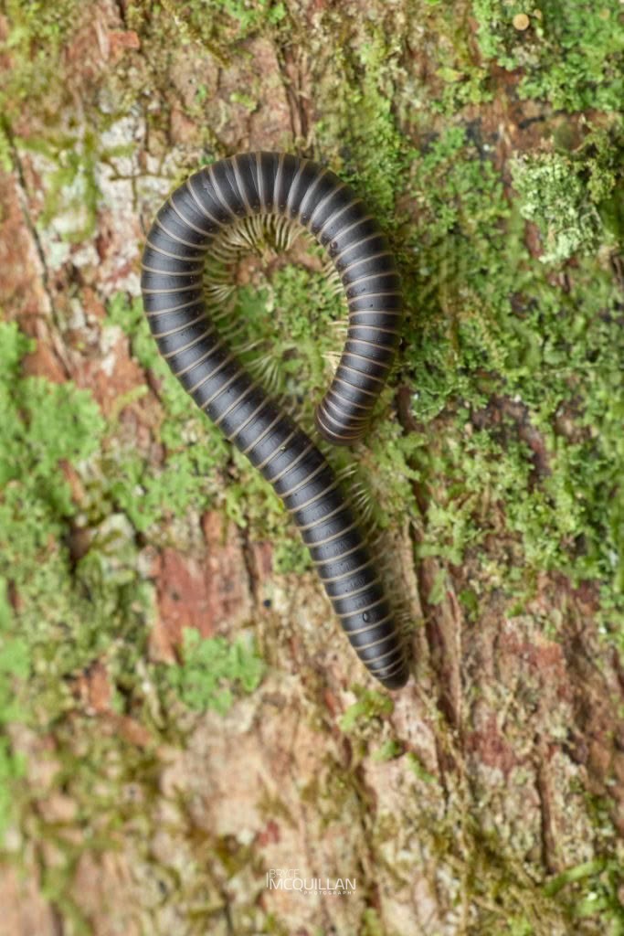 Eumastigonus spp, Cambalidae, photographed in New Zealand by Bryce McQuillan