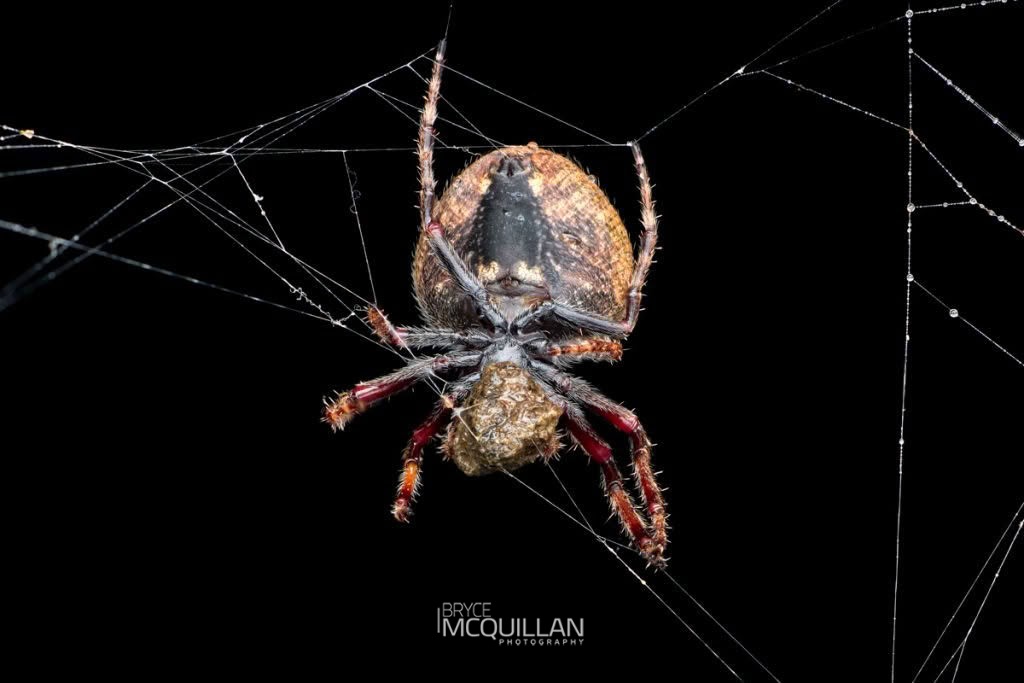 Knobbled Orbweaver (Socca pustulosa), Araenidae, photographed in New Zealand by Bryce McQuillan