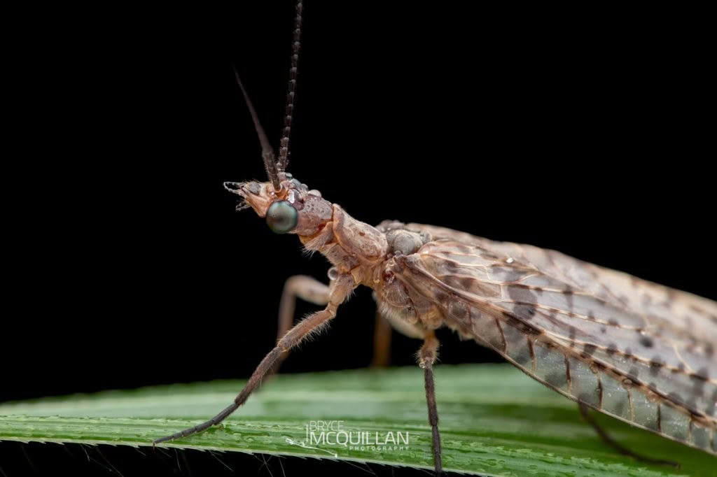 New Zealand Dobsonfly (Archichauliodes diversus), Corydalidae, photographed in New Zealand by Bryce McQuillan