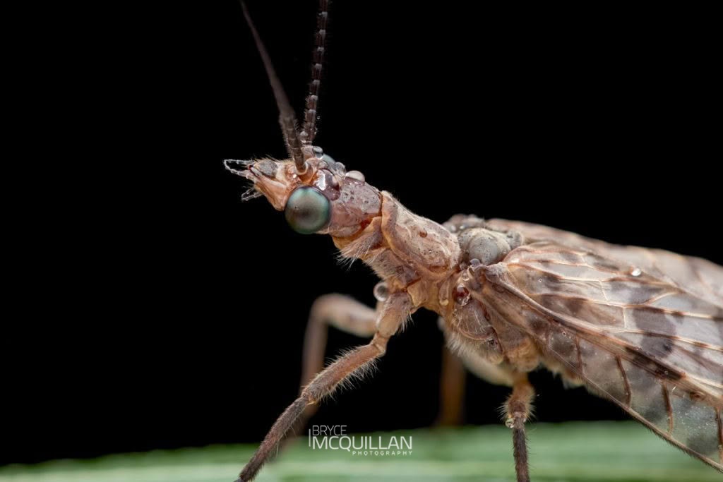 New Zealand Dobsonfly (Archichauliodes diversus), Corydalidae, photographed in New Zealand by Bryce McQuillan