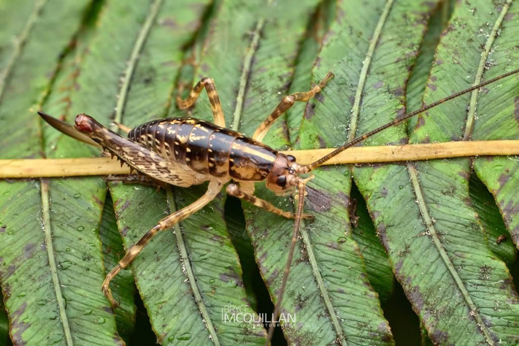 Talitropsis sedilloti, Rhaphidophoridae, photographed in New Zealand by Bryce McQuillan