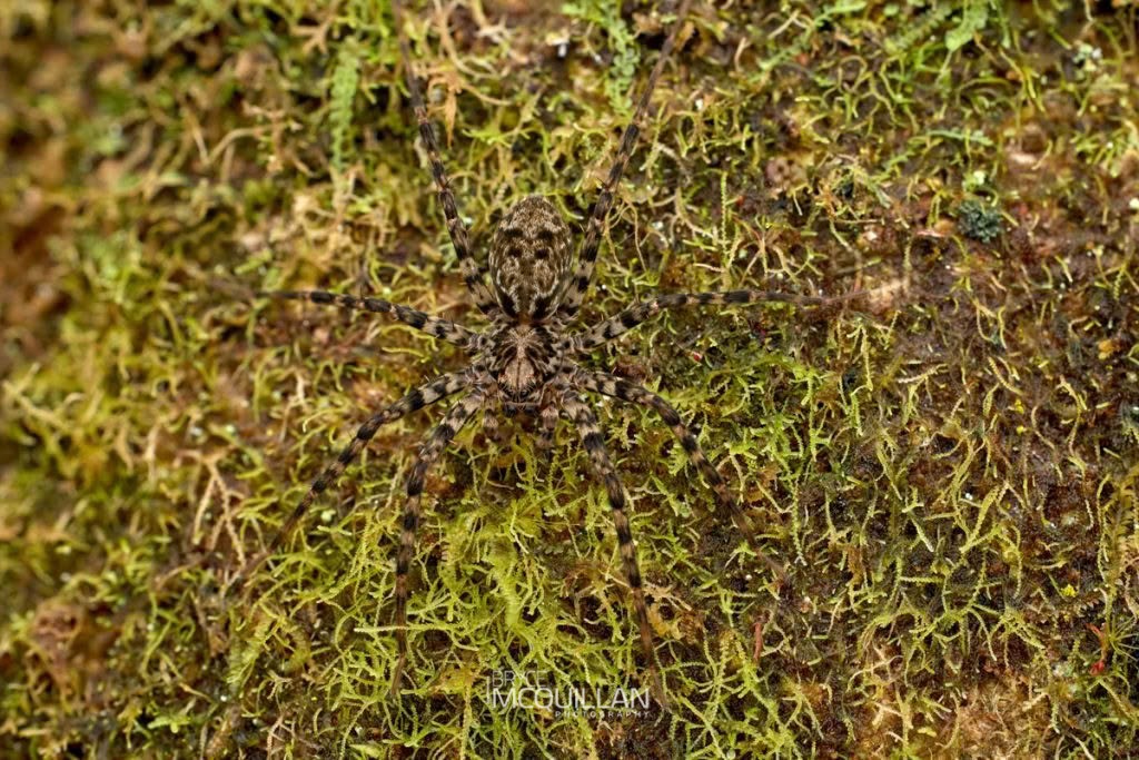 Cycloctenus sp, Cycloctenidae, photographed in New Zealand by Bryce McQuillan