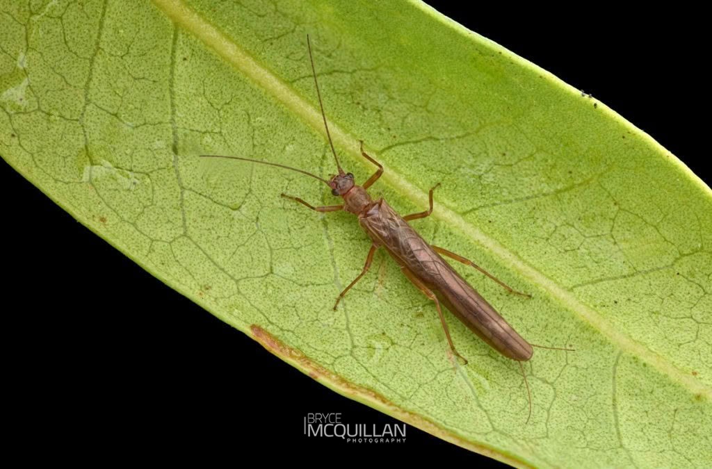 Unidentified stoneflies, photographed in New Zealand by Bryce McQuillan