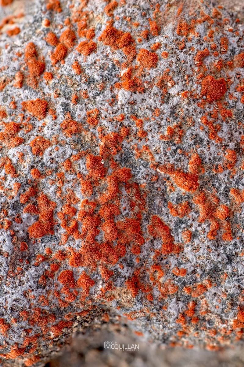 Trentepohlia sp, Trentepohliaceae, photographed in New Zealand by Bryce McQuillan