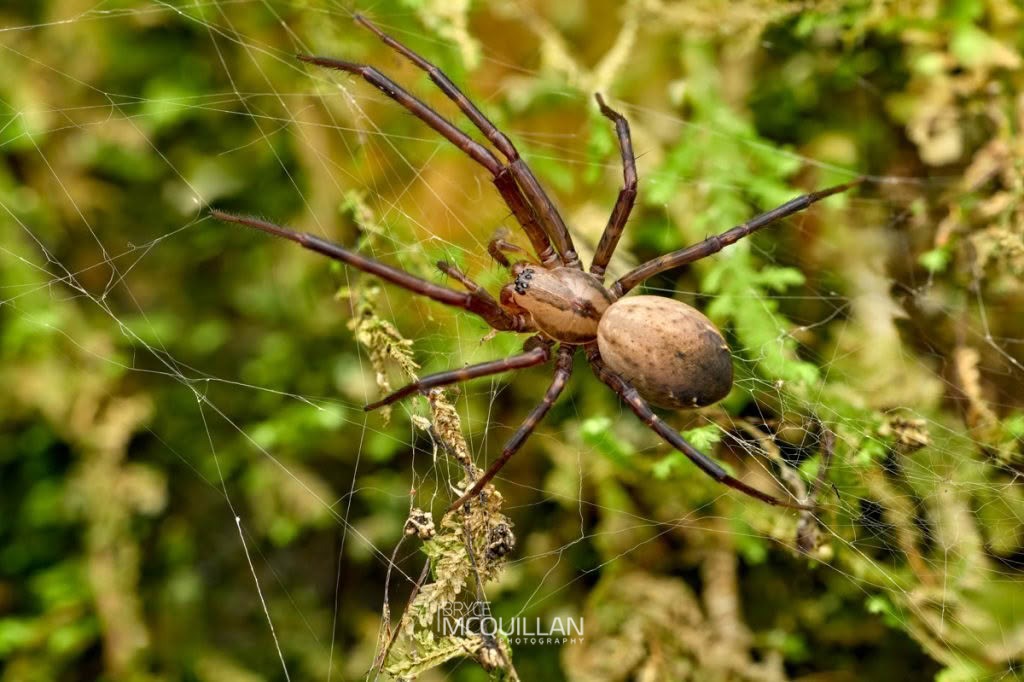 Cambridgea spp, Desidae, photographed in New Zealand by Bryce McQuillan