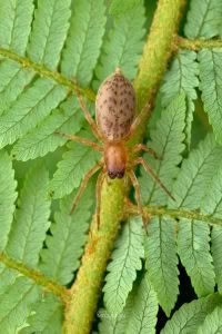 Clubiona convoluta, Clubionidae, photographed in New Zealand by Bryce McQuillan
