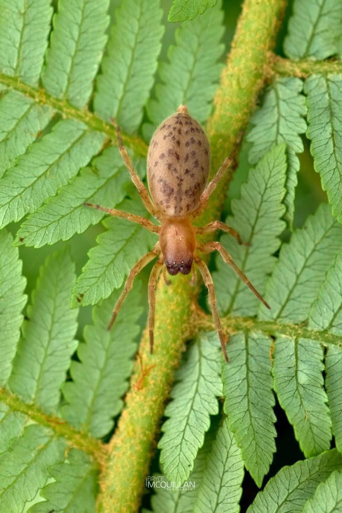 Clubiona convoluta, Clubionidae, photographed in New Zealand by Bryce McQuillan