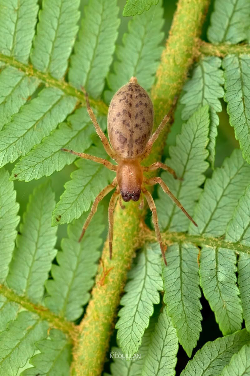 Clubiona convoluta, Clubionidae, photographed in New Zealand by Bryce McQuillan