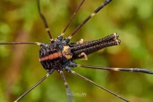 Puwere pureora, Neopilionidae, photographed in New Zealand by Bryce McQuillan