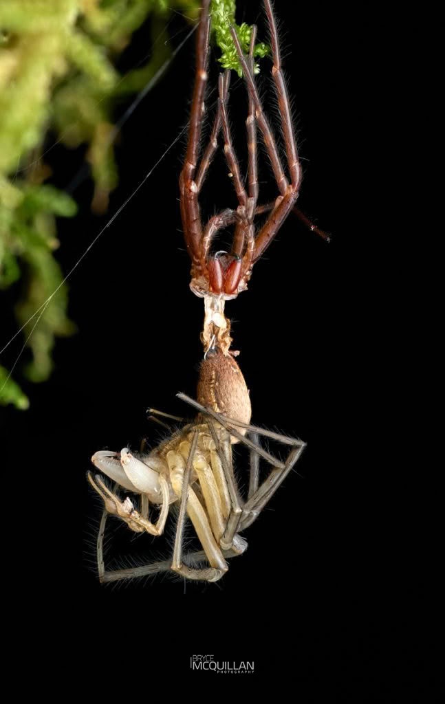 Cambridgea spp, Desidae, photographed in New Zealand by Bryce McQuillan