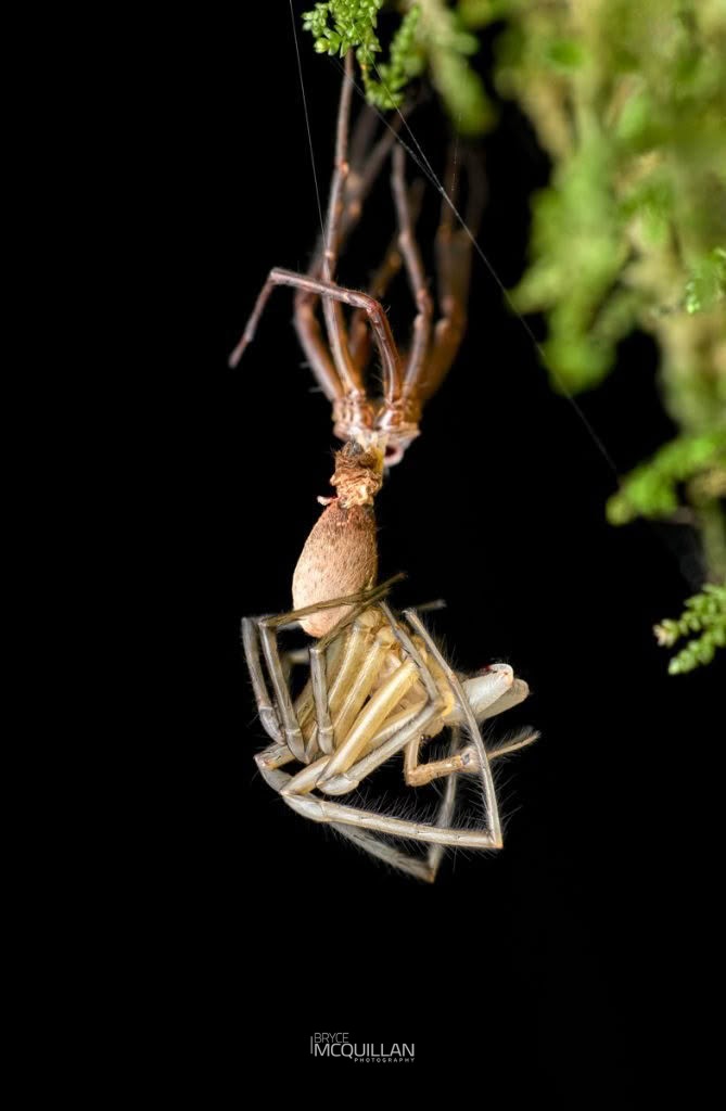 Cambridgea spp, Desidae, photographed in New Zealand by Bryce McQuillan