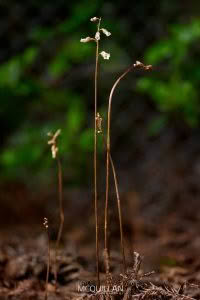 Cinnamon Bells (Gastrodia sesamoides), Orchidaceae photographed by Bryce McQuillan