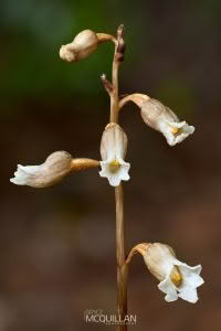Cinnamon Bells (Gastrodia sesamoides), Orchidaceae photographed by Bryce McQuillan