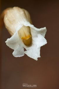 Cinnamon Bells (Gastrodia sesamoides), Orchidaceae photographed by Bryce McQuillan