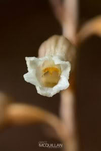 Cinnamon Bells (Gastrodia sesamoides), Orchidaceae photographed by Bryce McQuillan