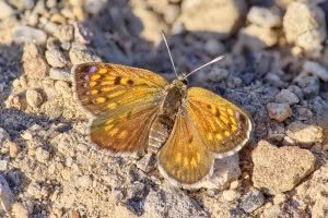 Butterflies of, photographed in New Zealand by Bryce McQuillan