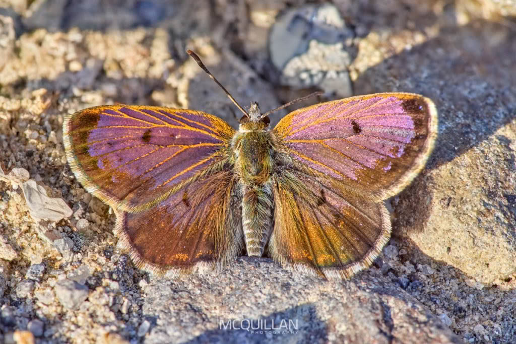 Butterflies of, photographed in New Zealand by Bryce McQuillan