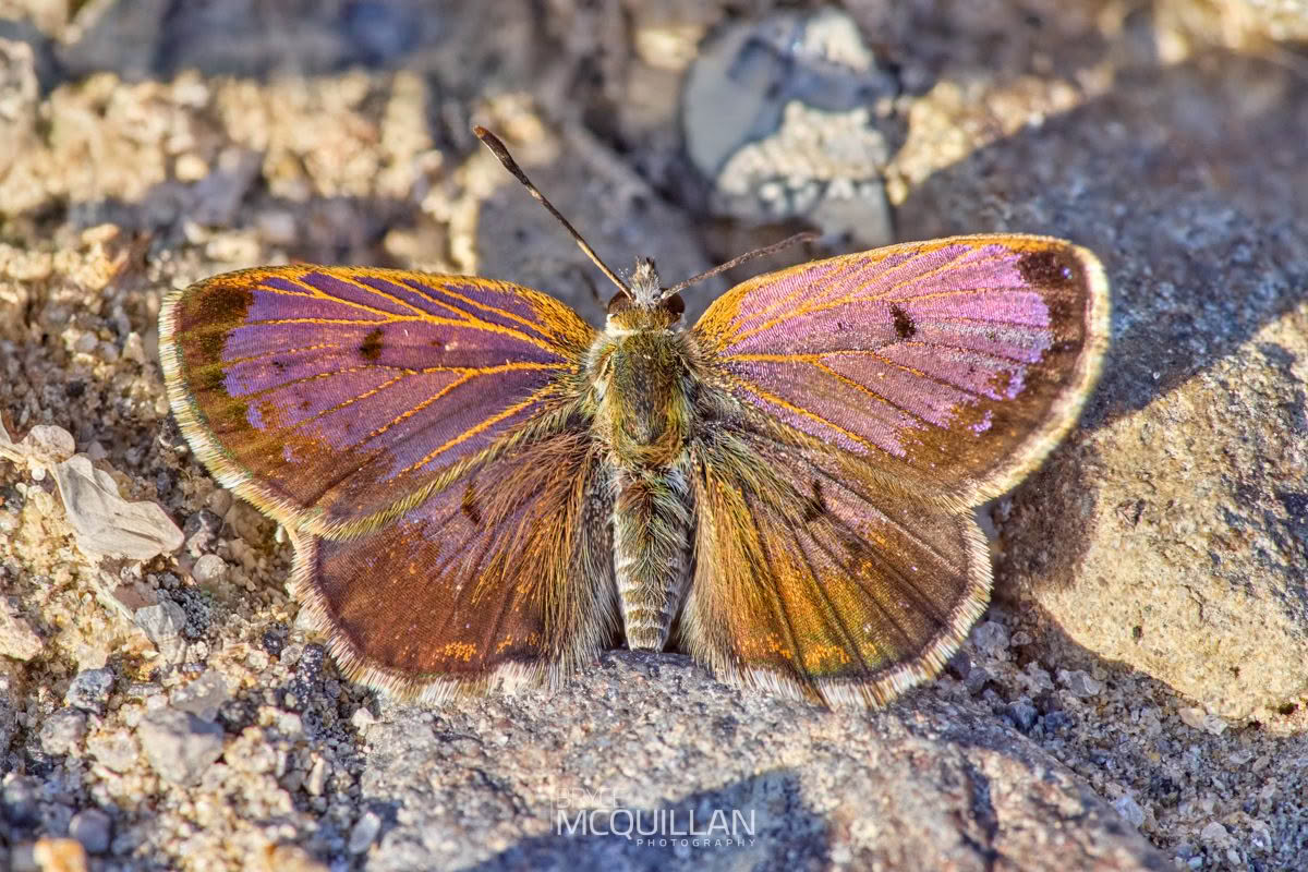 Butterflies of, photographed in New Zealand by Bryce McQuillan