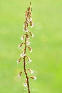 Cinnamon Bells (Gastrodia sesamoides), Orchidaceae photographed by Bryce McQuillan