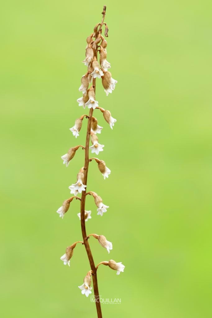Cinnamon Bells (Gastrodia sesamoides), Orchidaceae, photographed in New Zealand by Bryce McQuillan
