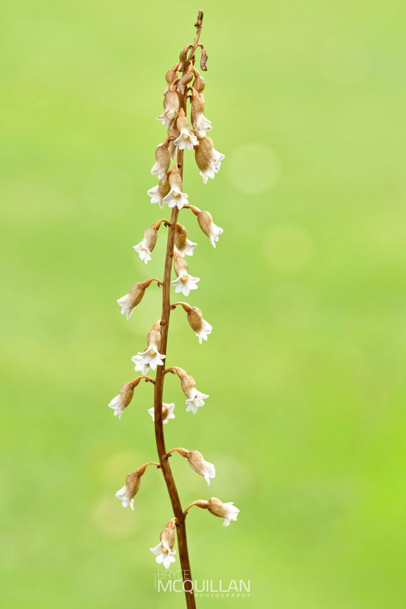 Cinnamon Bells (Gastrodia sesamoides), Orchidaceae photographed by Bryce McQuillan