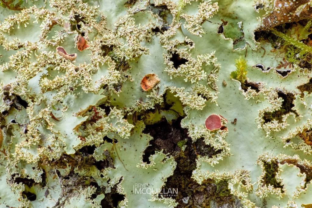 Lichens, photographed in New Zealand by Bryce McQuillan